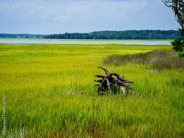Obraz Low Country Marsh