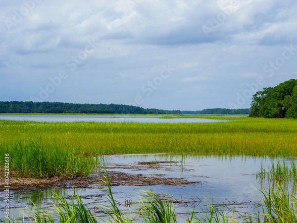 Obraz Low Country Marsh