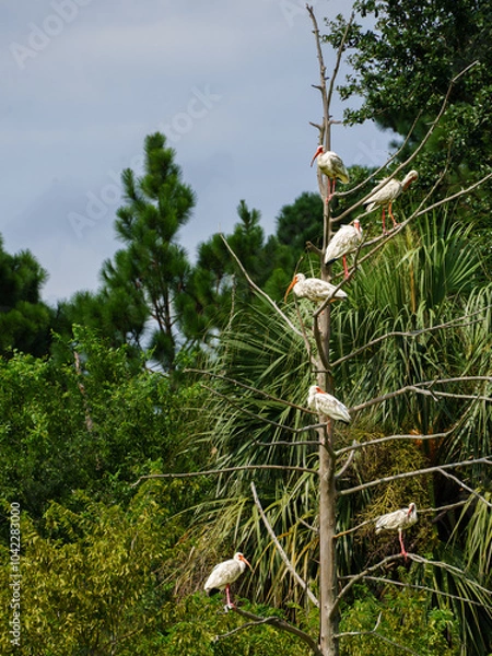 Obraz Low Country Marsh