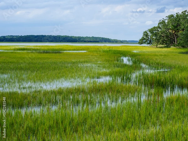 Obraz Low Country Marsh