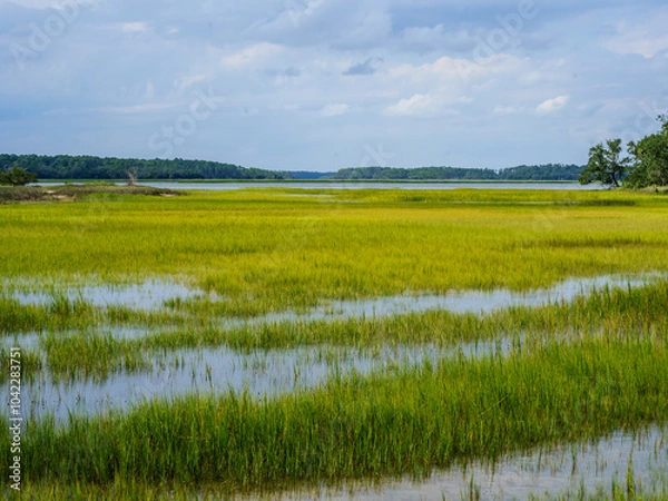 Obraz Low Country Marsh