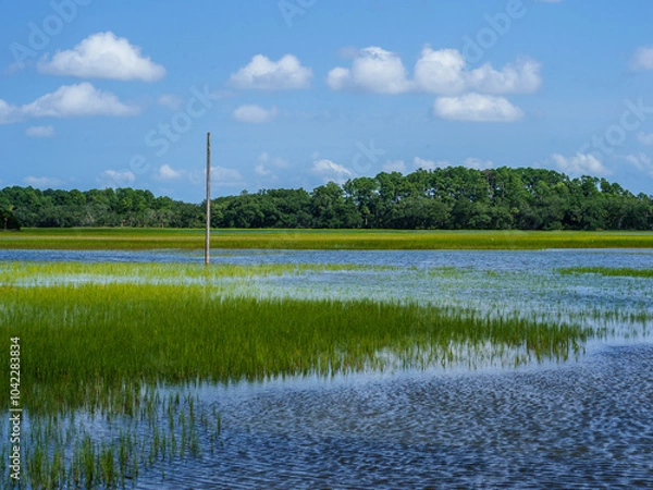 Obraz Low Country Marsh