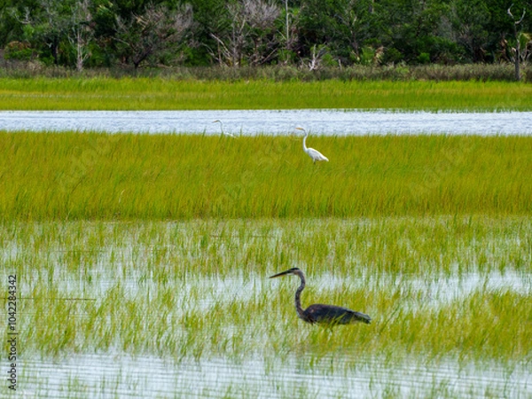 Obraz Low Country Marsh