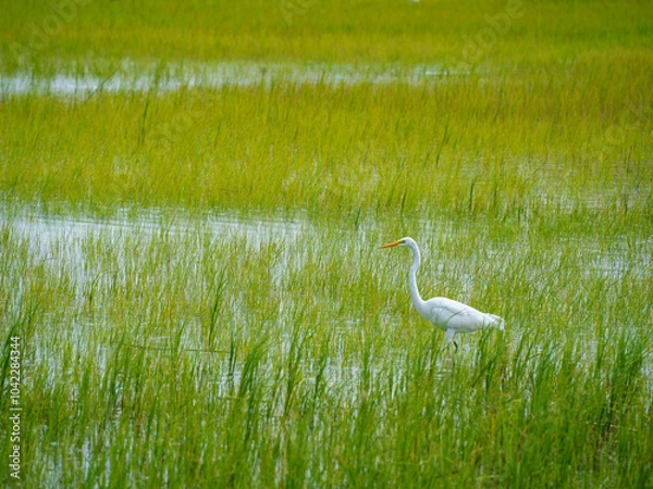 Obraz Low Country Marsh