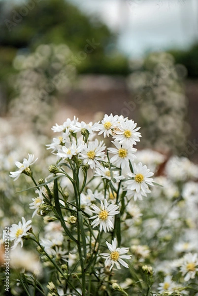Obraz white daisies in a field