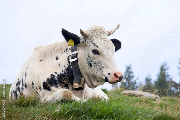 Obraz Kuh auf einer Weide mit Hörnern