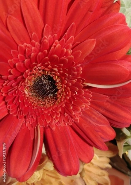Obraz red gerber daisy