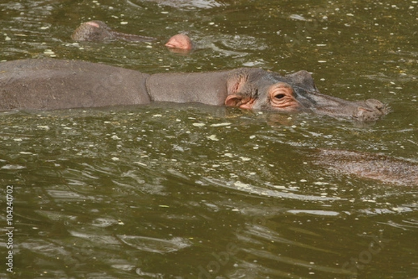 Fototapeta Hippo's Pool