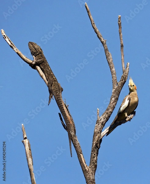 Obraz Dragon lizard and Bird from Australia sit in a tree