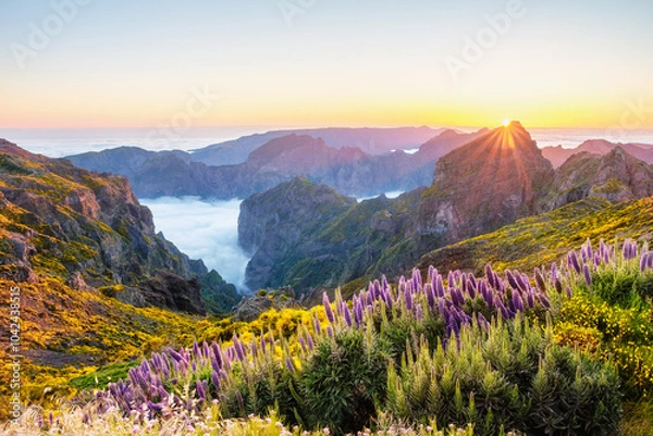 Fototapeta View from Pico do Arieiro of mountains over clouds with Pride of Madeira flowers and blooming Cytisus shrubs on sunset with sunburst. Madeira island, Portugal