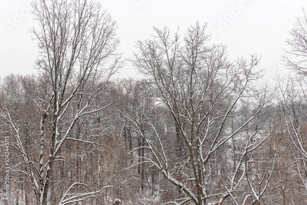 Obraz A winter forest