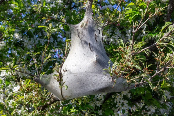 Obraz A caterpillar web on the tree