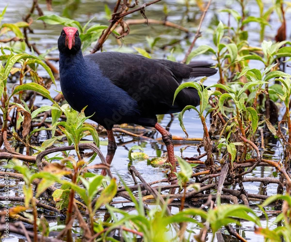 Obraz Swamp Hen