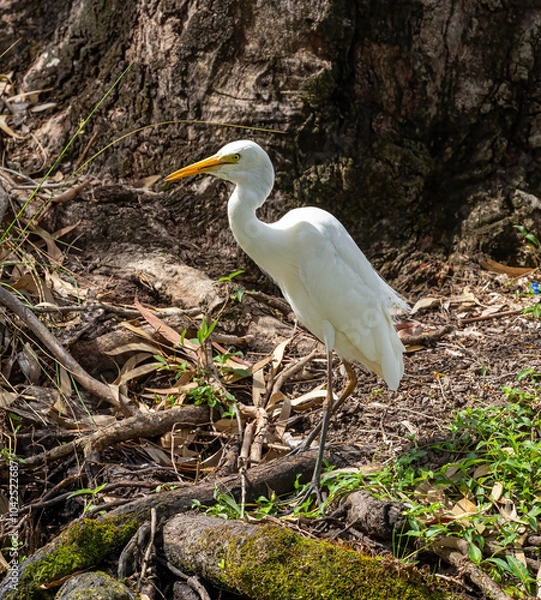 Obraz great white heron