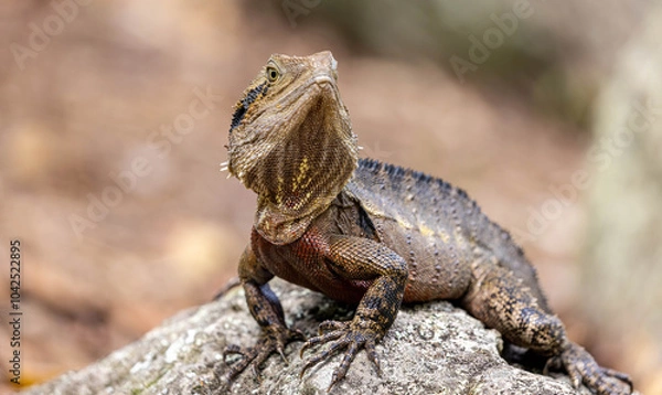 Fototapeta lizard on a rock