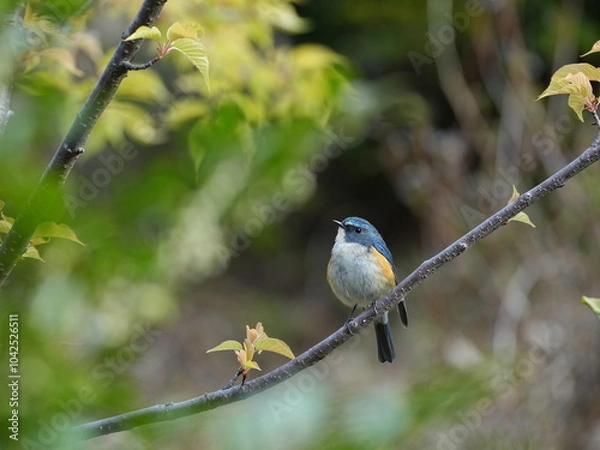 Obraz 冬の終わりとルリビタキ