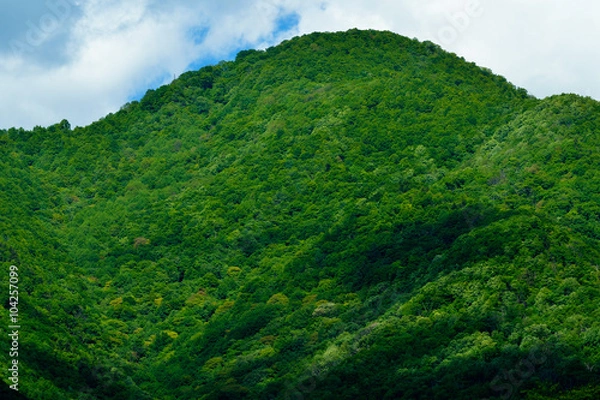 Fototapeta 新緑の山と雲影