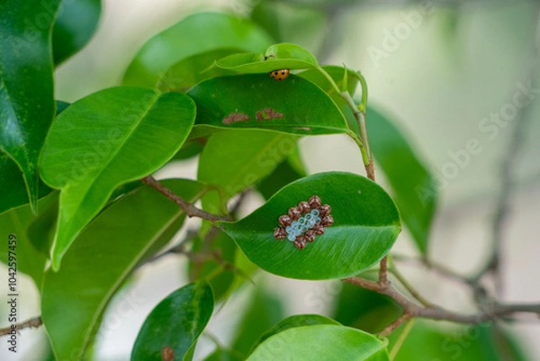 Obraz Eiergelege eines Insektes