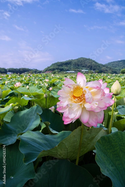 Fototapeta 蓮の花