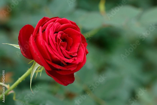 Fototapeta 薔薇の花