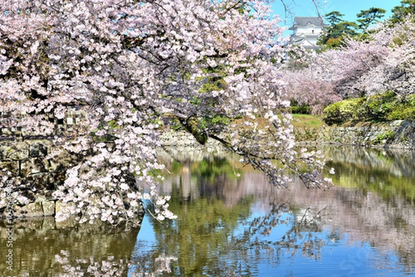 Fototapeta 満開のさくら越しに覗く小田原城天守閣