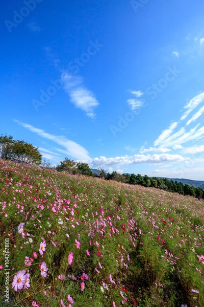 Fototapeta コスモス畑＠長崎県諫早市白木峰