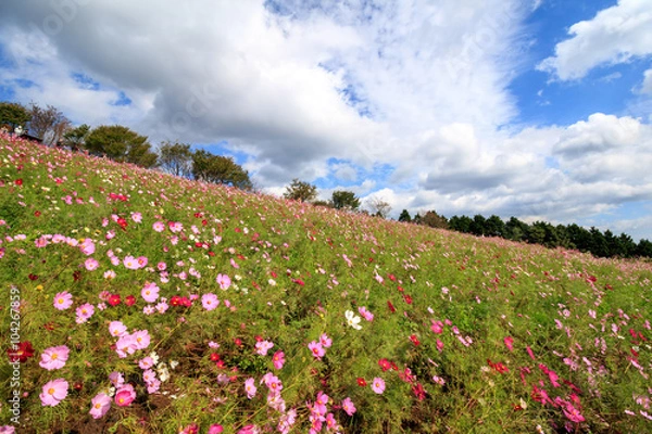 Fototapeta コスモス畑＠長崎県諫早市白木峰