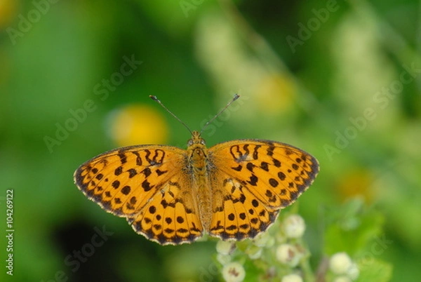Obraz Böğürtlen Brentisi