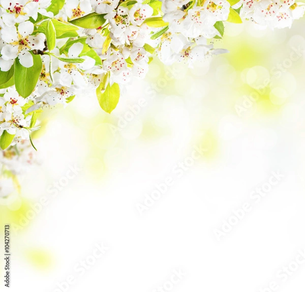 Fototapeta Cherry blossoms over blurred nature background