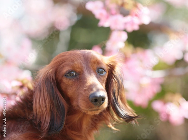 Fototapeta ダックスフンドとさくら
