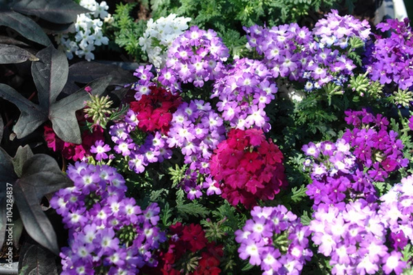 Obraz violette Blüten