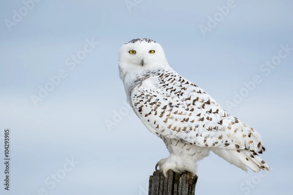 Obraz Snowy sowa, bubo scandiacus