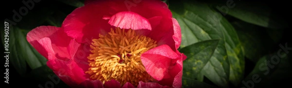 Fototapeta Paeoniaceae. Red peony flower with yellow center, fragment. Nature, background, color.