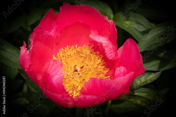 Fototapeta Paeoniaceae. Red peony flower with yellow center emerging from the shadow. Nature, background, color.