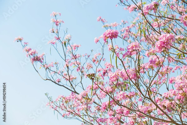 Obraz Selective Focus of Pink trumpet tree flower blooming with clear sky