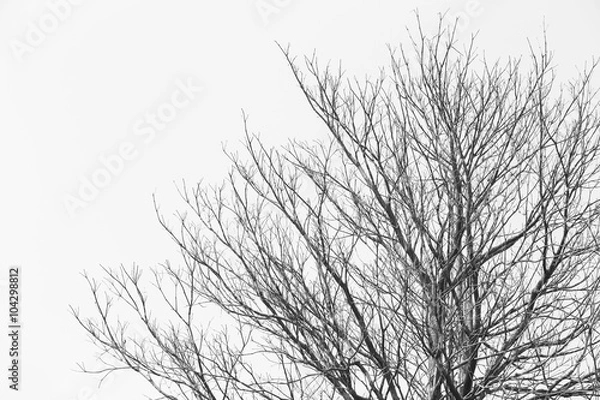 Fototapeta Tree branches background, Black and White Color