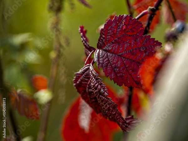 Obraz red autumn leaf