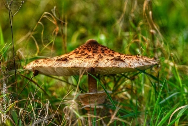 Obraz mushroom in the grass