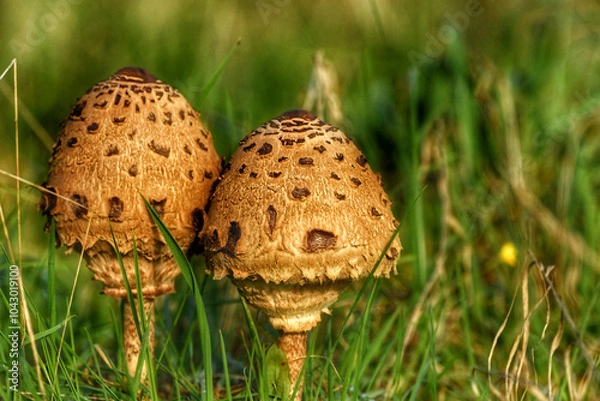 Obraz mushroom in grass