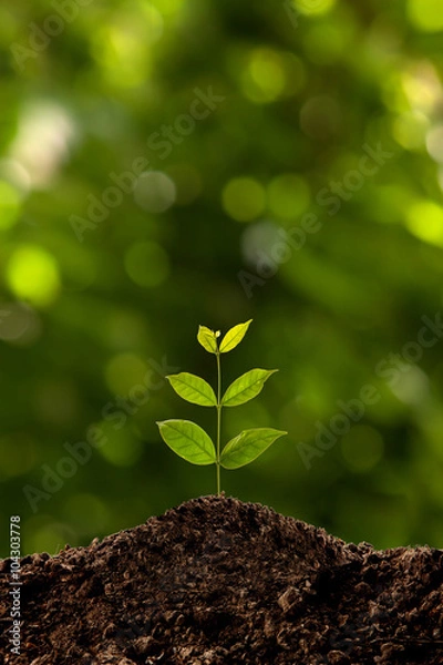 Obraz Green sprout growing 