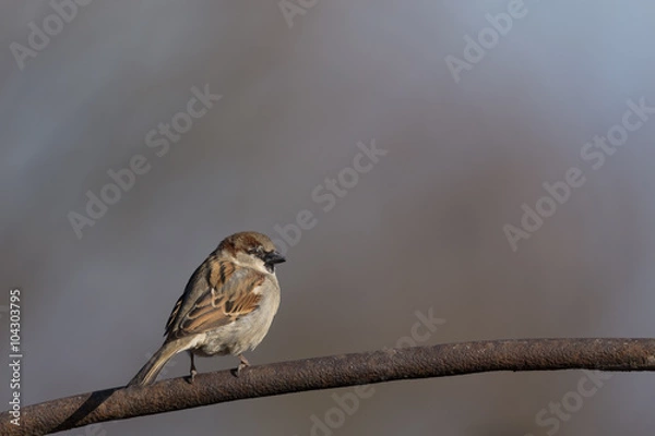 Fototapeta House sparrow sunbathing in the morning sun on a cold spring day. Sparrow sitting on a metal tube at the farm. Authentic farm series.