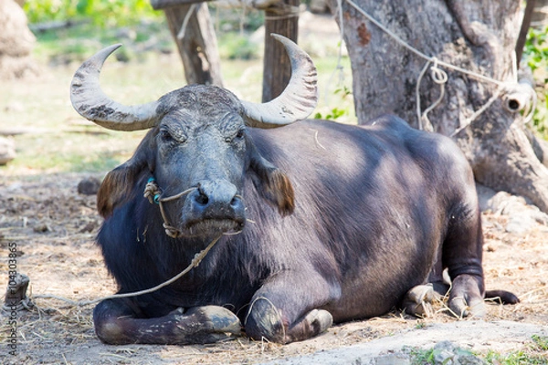 Obraz Buffalo