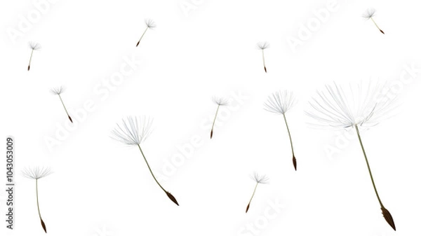 Fototapeta Dandelion seeds blow in the wind on transparent background