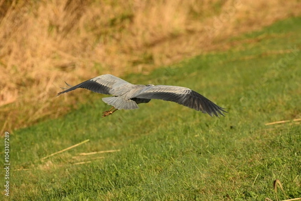Obraz heron in flight