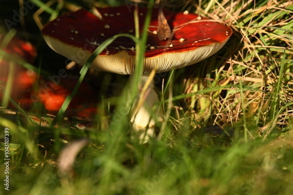 Obraz Red and white mushroom