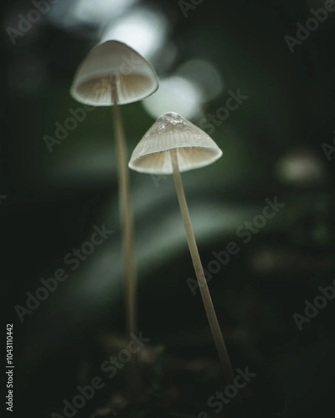 Obraz Two mushrooms