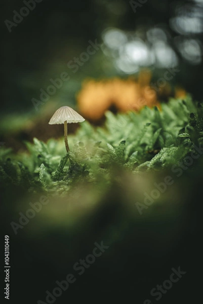 Obraz Mushroom in the forest