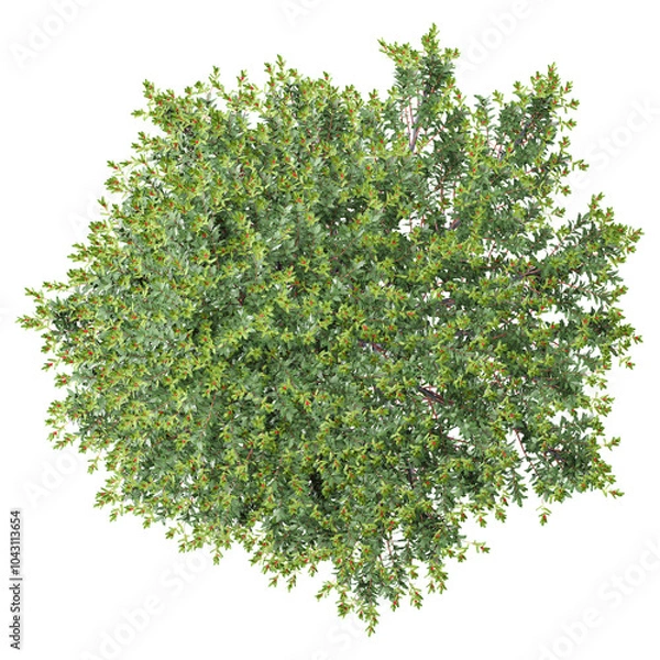 Obraz Blue holly trees isolated on Canvas from top view