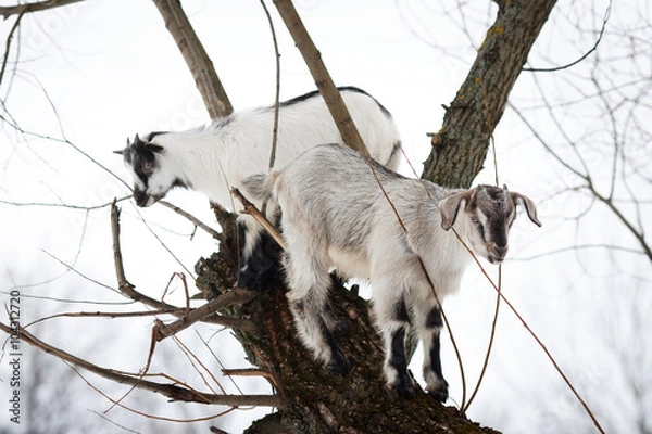 Obraz Козлята на дереве