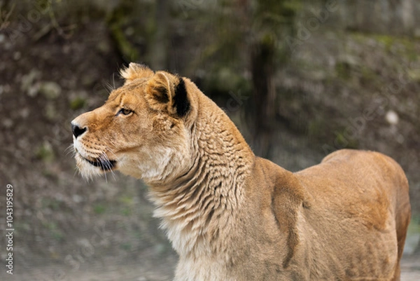 Fototapeta Female lion in profile and close up on a blurred background. (Panthera leo) 